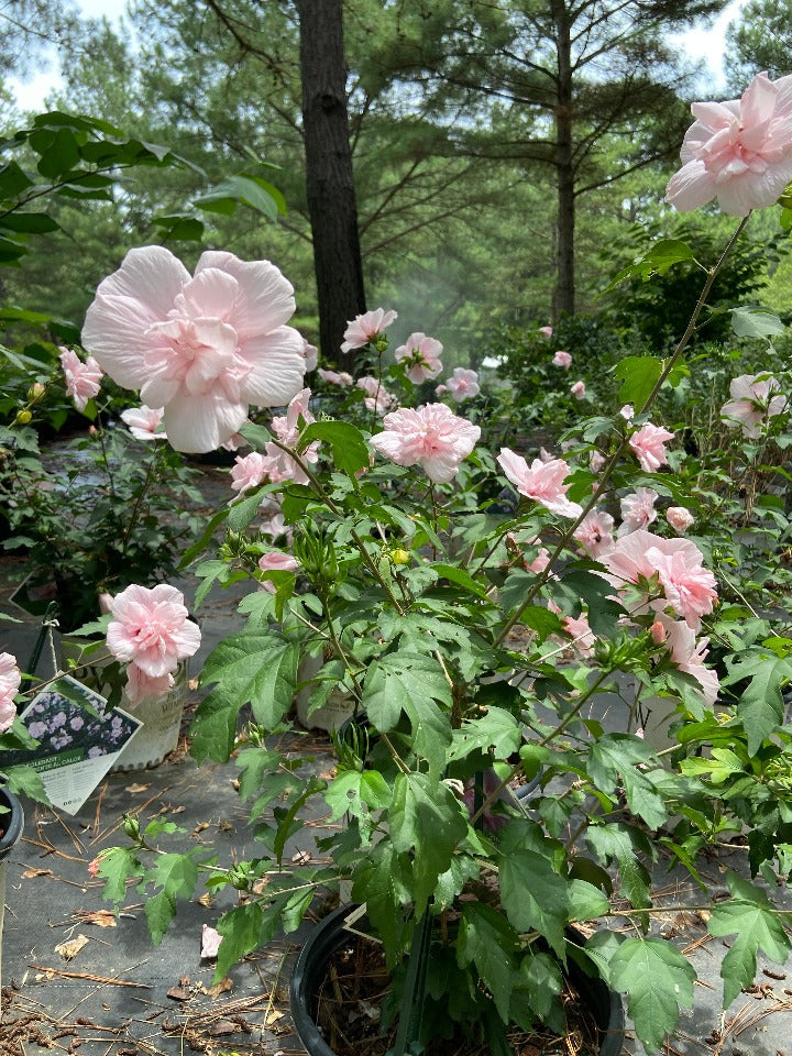 Sugar Tip Rose of Sharon | Variegated Double Pink Hibiscus - image 2