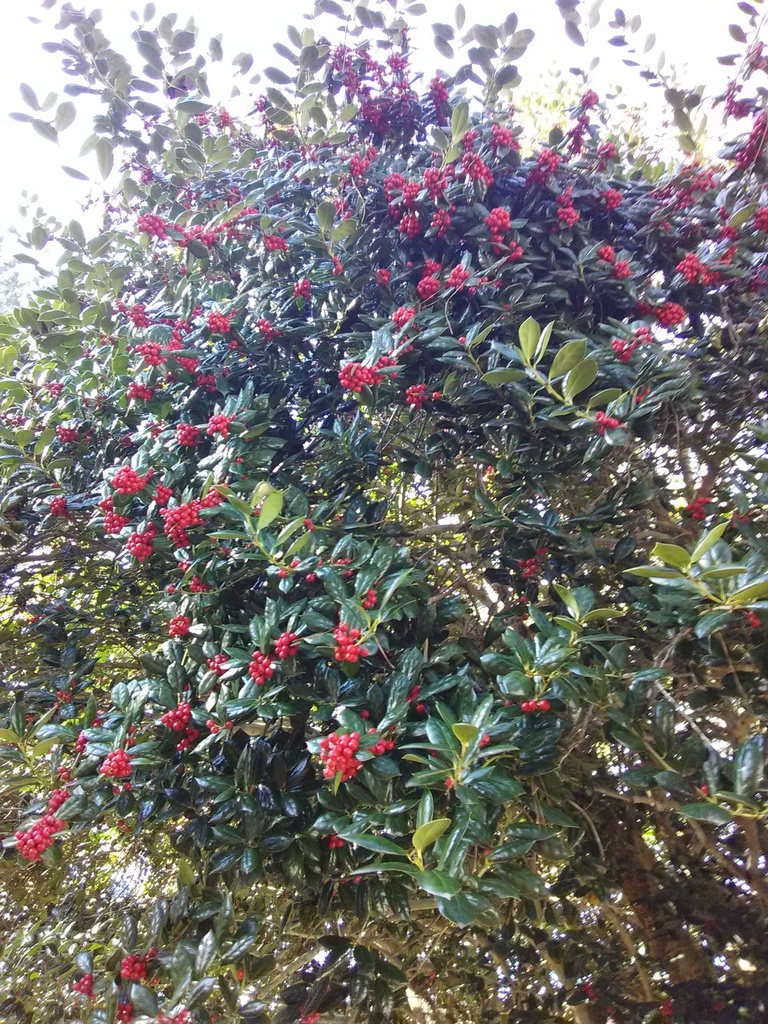 Burford Chinese Holly - B&B - image 4