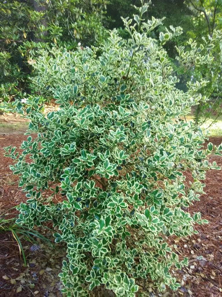 Variegated English Holly - Argentea Marginata - image 2