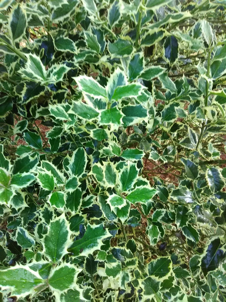 Variegated English Holly - Argentea Marginata - image 3