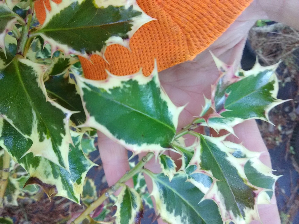 Variegated English Holly - Argentea Marginata - image 4