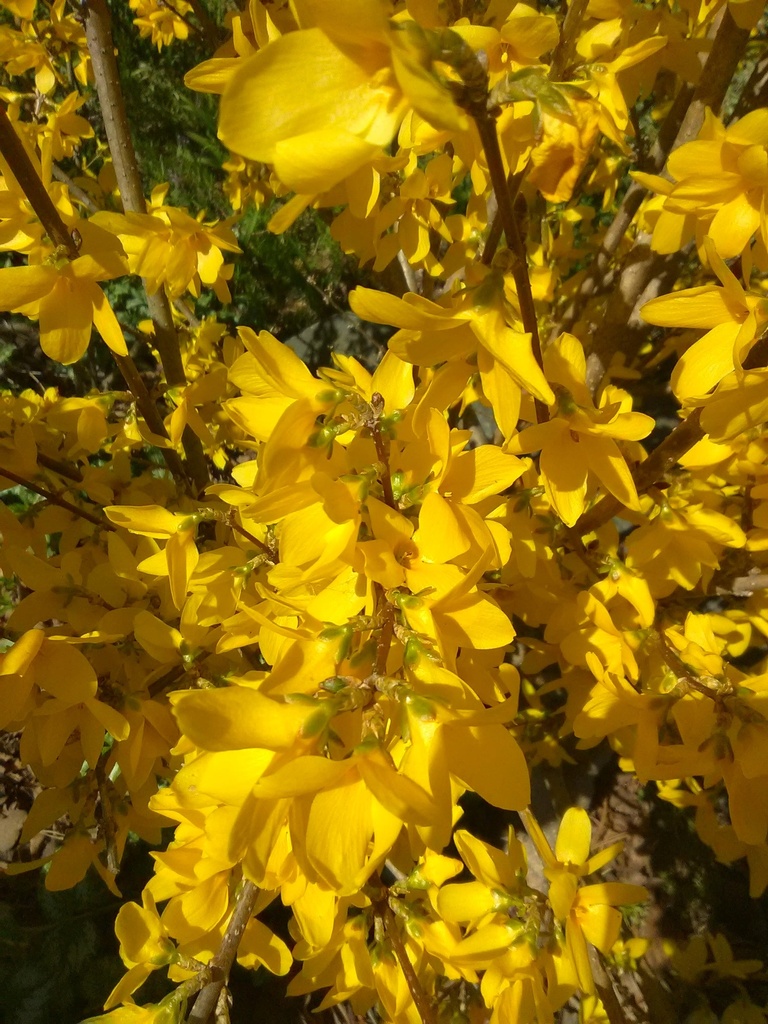Lynwood Gold Forsythia - Yellow Bell Bush - image 2