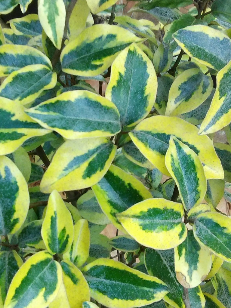 Gilt Edge Elaeagnus - Variegated Semi-Evergreen Shrub - image 2