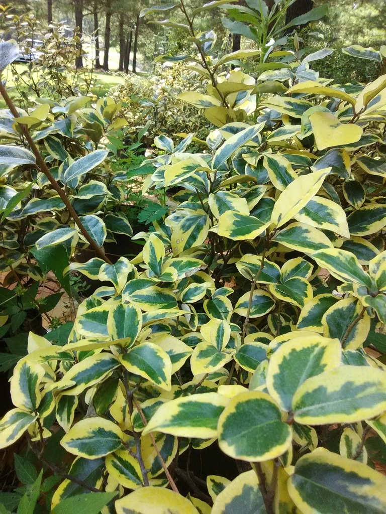 Gilt Edge Elaeagnus - Variegated Semi-Evergreen Shrub - image 3