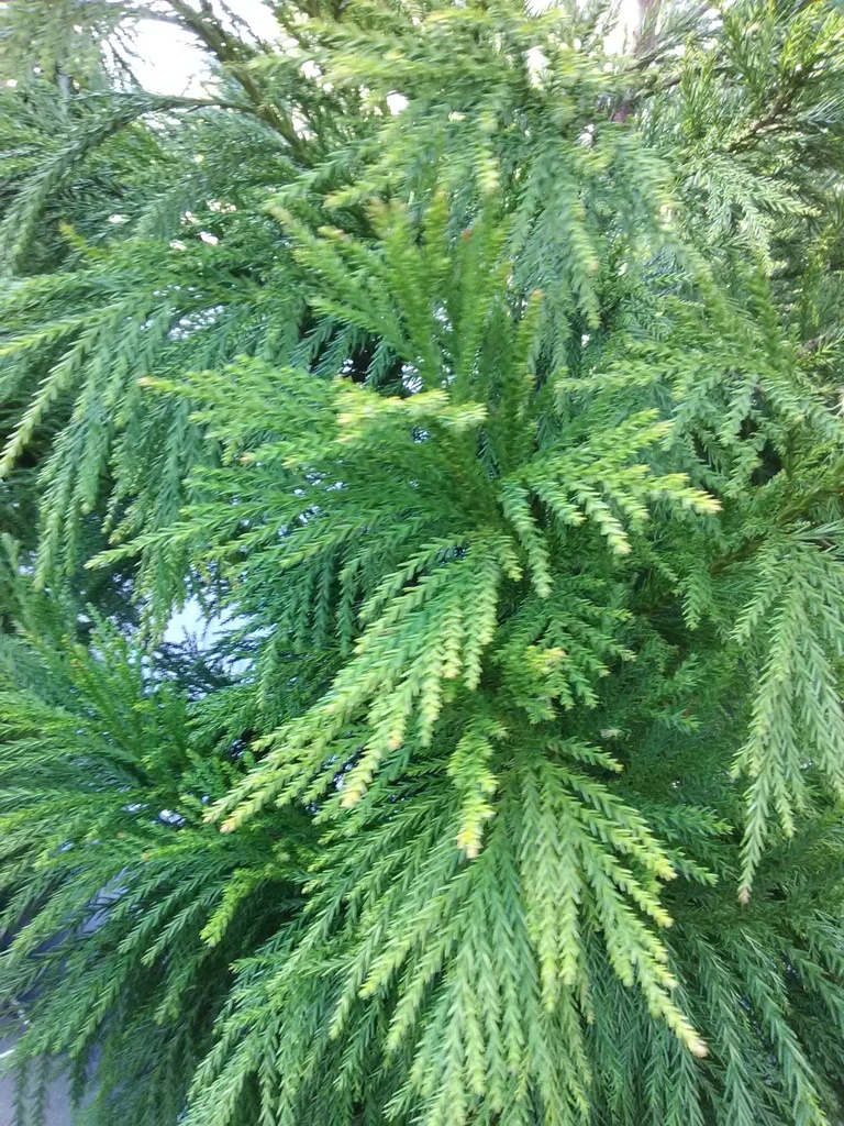 Yoshino Cryptomeria – Evergreen Privacy Screening Tree - image 2