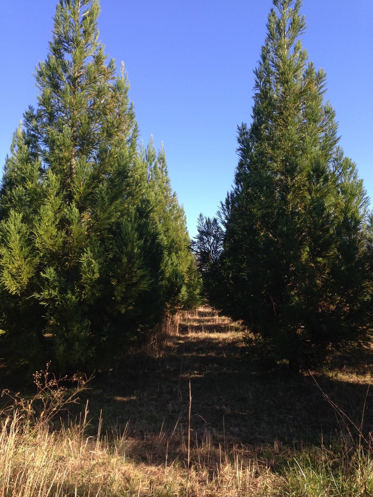 Yoshino Cryptomeria – Evergreen Privacy Screening Tree - image 3