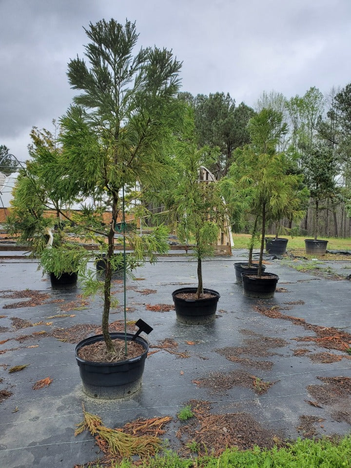 Yoshino Cryptomeria – Evergreen Privacy Screening Tree - image 4