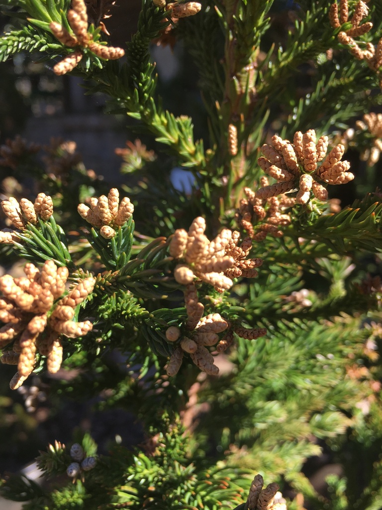 Black Dragon Japanese Cedar (Cryptomeria japonica 'Black Dragon') - image 2