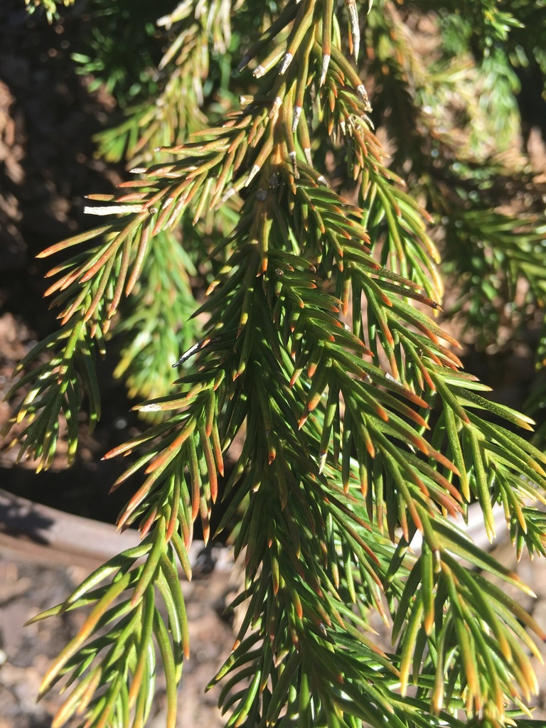 Black Dragon Japanese Cedar (Cryptomeria japonica 'Black Dragon') - image 3