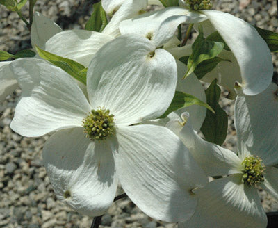 Cherokee Princess White Dogwood - Cornus florida - image 2