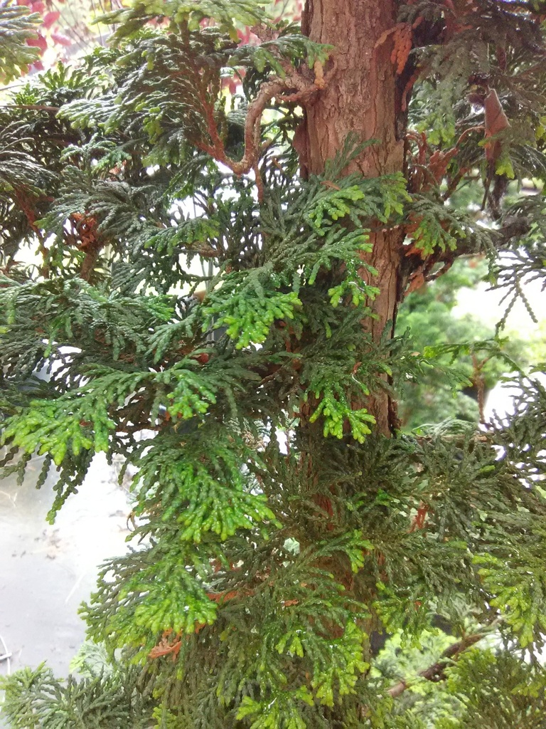 Slender Hinoki False Cypress (Chamaecyparis obtusa 'Gracilis') - image 2