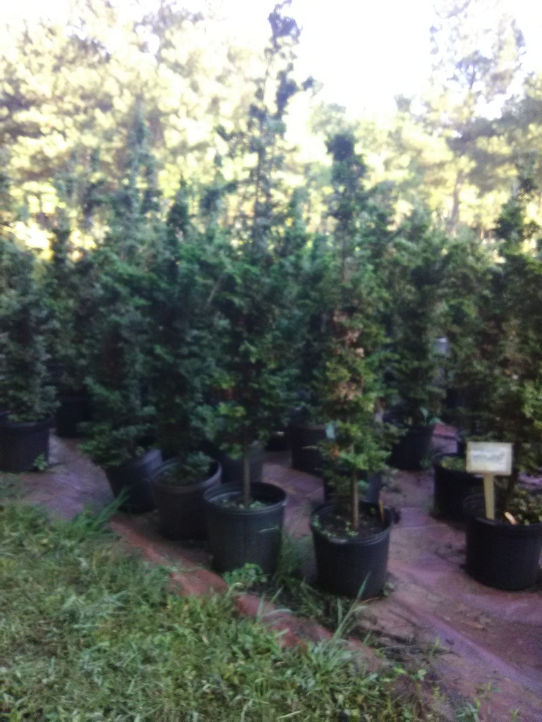 Slender Hinoki False Cypress (Chamaecyparis obtusa 'Gracilis') - image 3