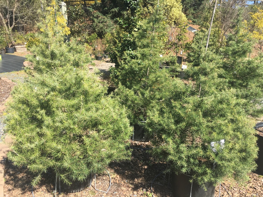 Deodar Cedar (Himalayan Cedar) - Cedrus deodara - image 2
