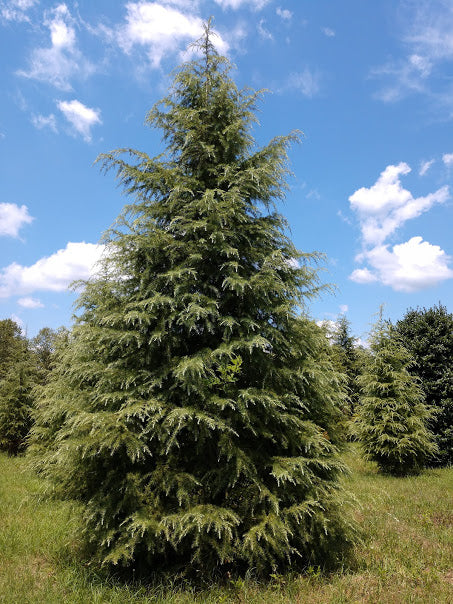 Deodar Cedar (Himalayan Cedar) - Cedrus deodara - image 3