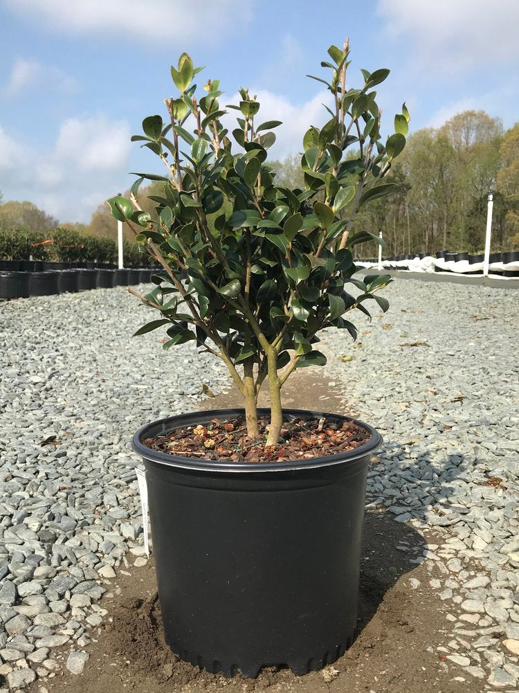 Yuletide Camellia - Camellia sasanqua 'Yuletide' - image 2