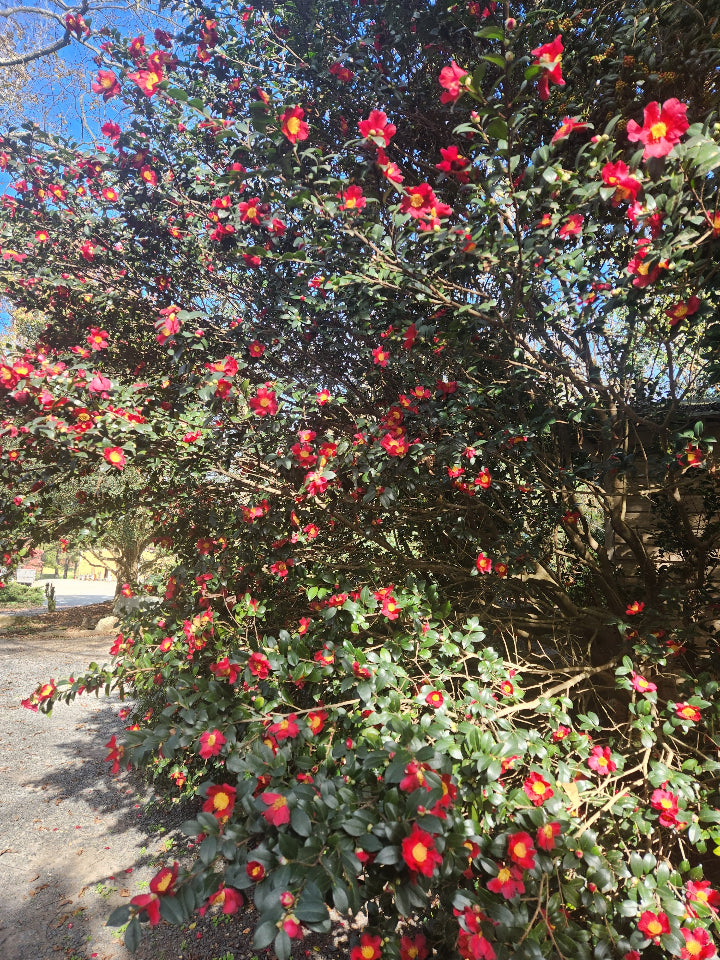 Yuletide Camellia - Camellia sasanqua 'Yuletide' - image 3