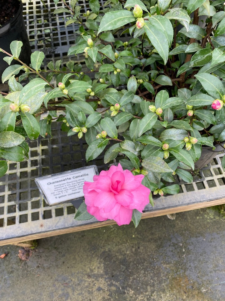 Chansonette Camellia - Cascading Pink Flowering Shrub - image 2