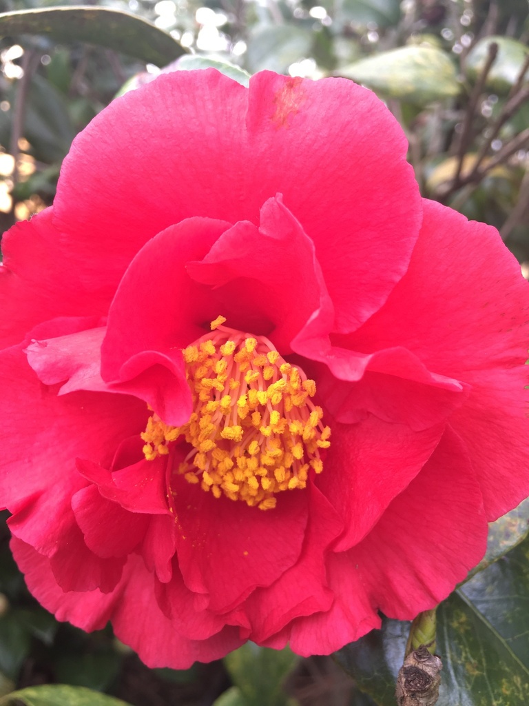 Kramer's Supreme Camellia – Fragrant Deep Coral-Red Blooms - image 2