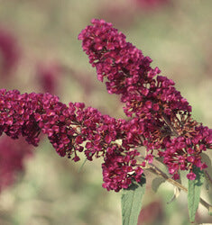 Black Knight Butterfly Bush - Darkest Purple Buddleia - image 2
