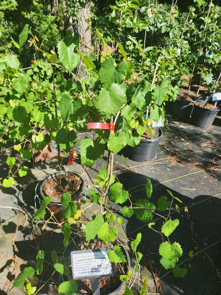 Supreme Black Muscadine Grape - Female Fruiting Vine - image 2
