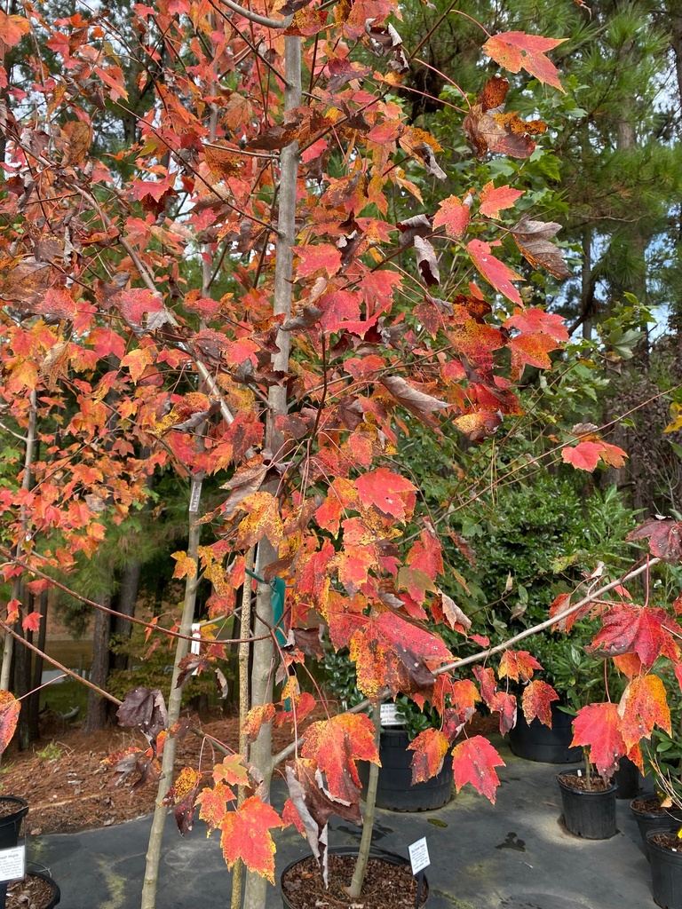 Red Sunset Maple - Acer rubrum 'Franksred' - image 2