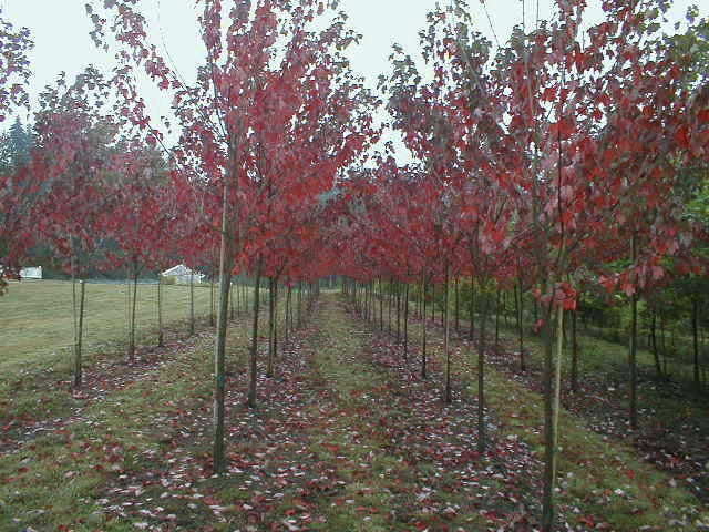 Red Sunset Maple - Acer rubrum 'Franksred' - image 3