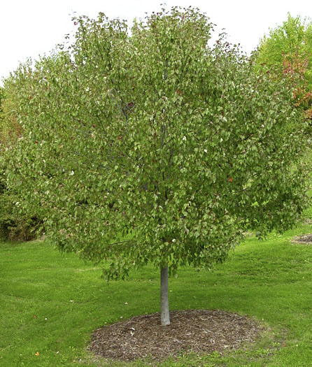 Red Sunset Maple - Acer rubrum 'Franksred' - image 4