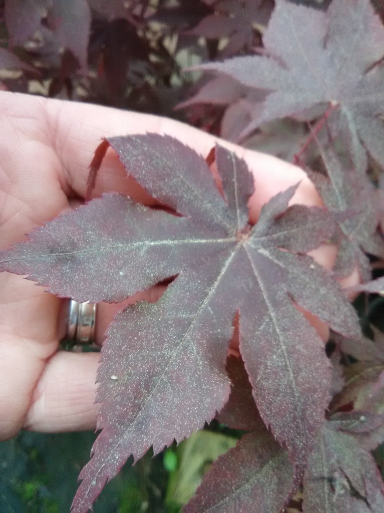 Bloodgood Japanese Maple - Acer palmatum 'Bloodgood' - image 2