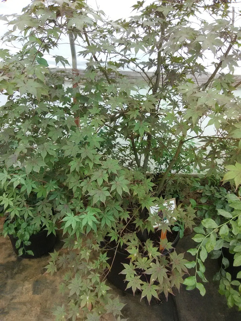 Bloodgood Japanese Maple - Acer palmatum 'Bloodgood' - image 3
