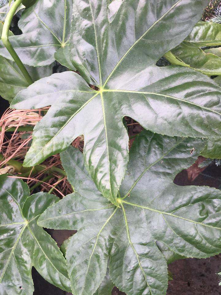 Japanese Fatsia (Fatsia japonica) - Tropical Evergreen Shrub - image 2