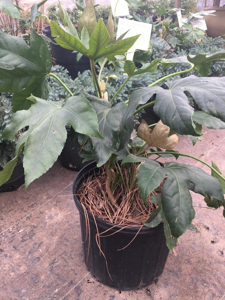 Japanese Fatsia (Fatsia japonica) - Tropical Evergreen Shrub - image 3