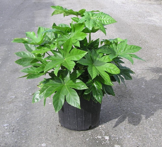 Japanese Fatsia (Fatsia japonica) - Tropical Evergreen Shrub - image 4