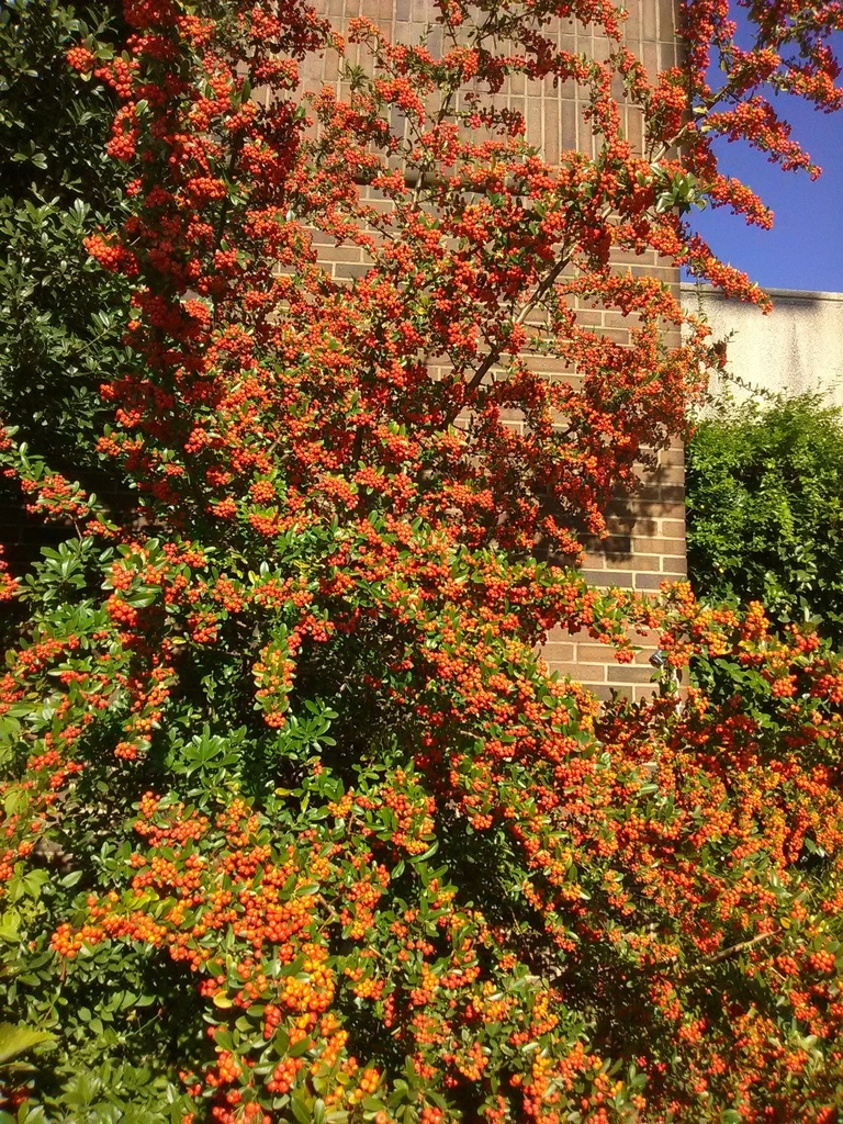 Mohave Firethorn Pyracantha – Evergreen Berry Shrub - image 2