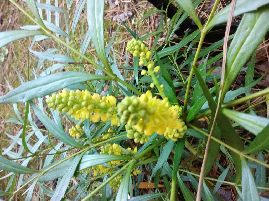 Soft Caress Mahonia - Thornless Evergreen Shade Shrub - image 2