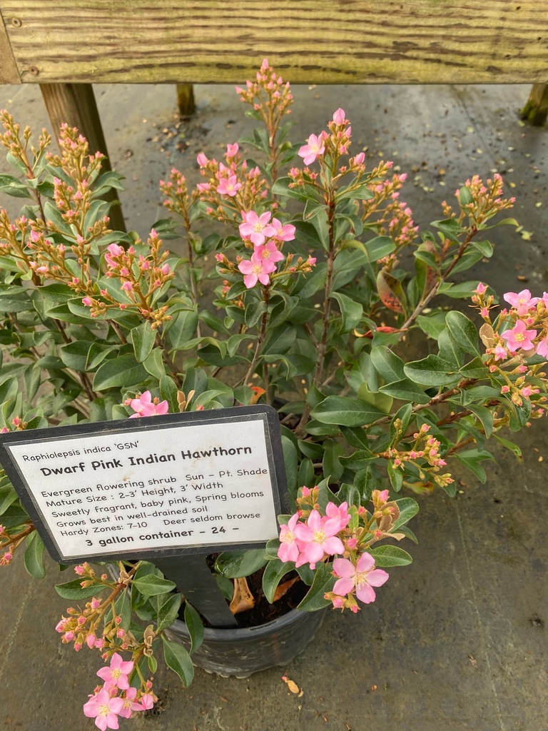 Dwarf Pink Indian Hawthorn (Rhaphiolepis indica) - image 2