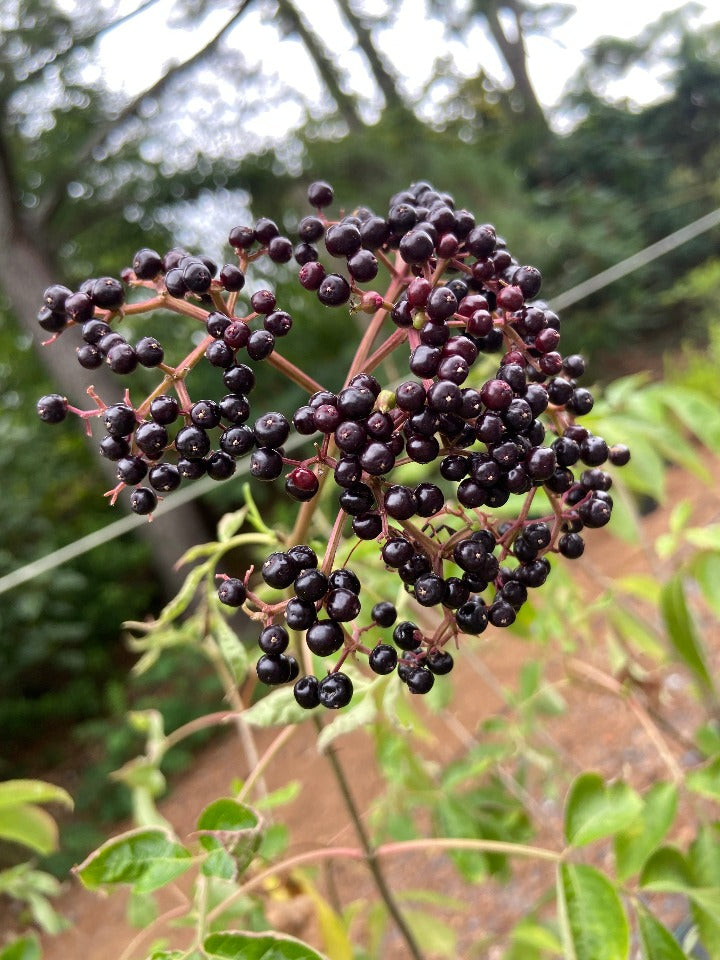 Johns Elderberry - Sambucus canadensis 'Johns' - image 2