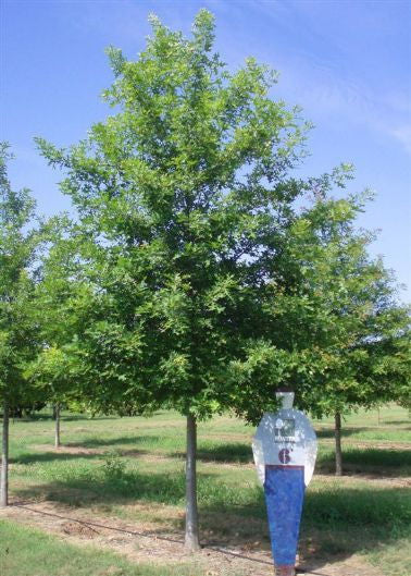 Nuttall Oak - Quercus nuttallii - image 2