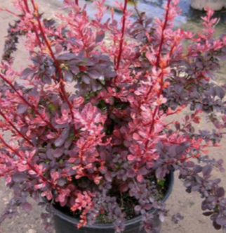 Rose Glow Japanese Barberry - image 2