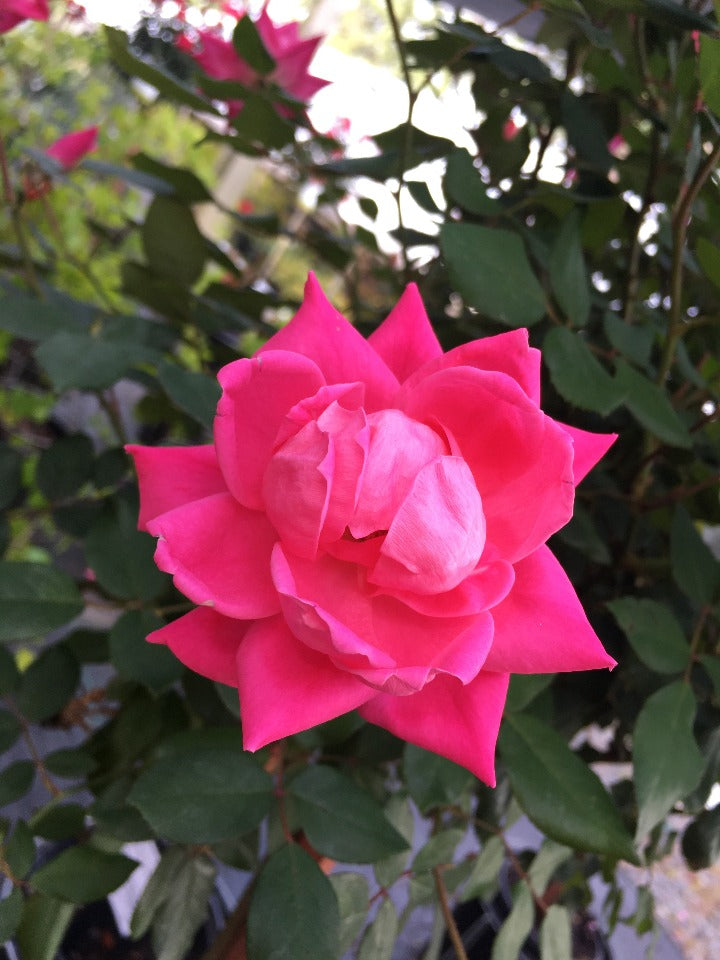 Pink Double Knock Out Rose - image 3