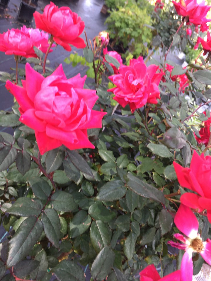 Pink Double Knock Out Rose - image 4