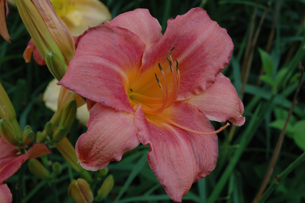 Strawberry Swirl Daylily - Reblooming Tricolor Perennial - image 2