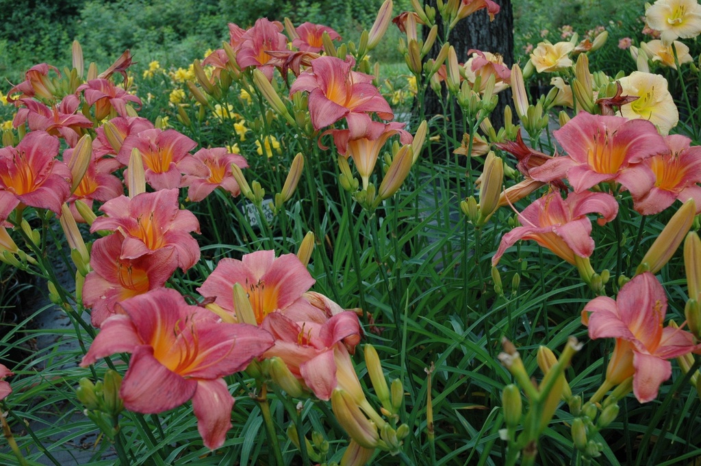 Strawberry Swirl Daylily - Reblooming Tricolor Perennial - image 4