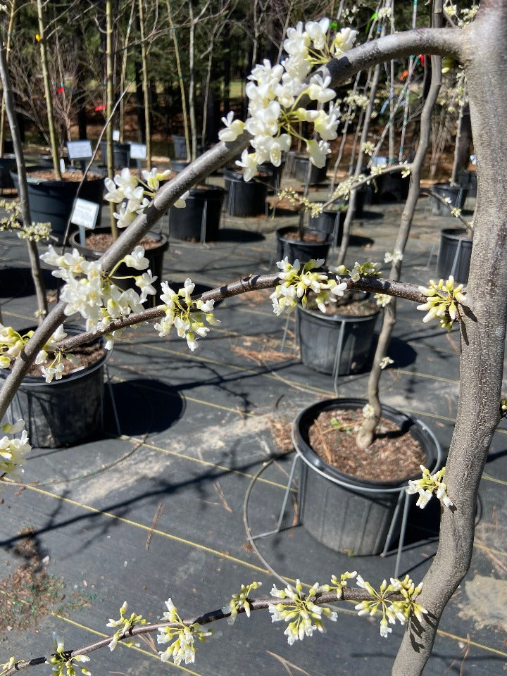 Vanilla Twist Weeping Redbud - image 2