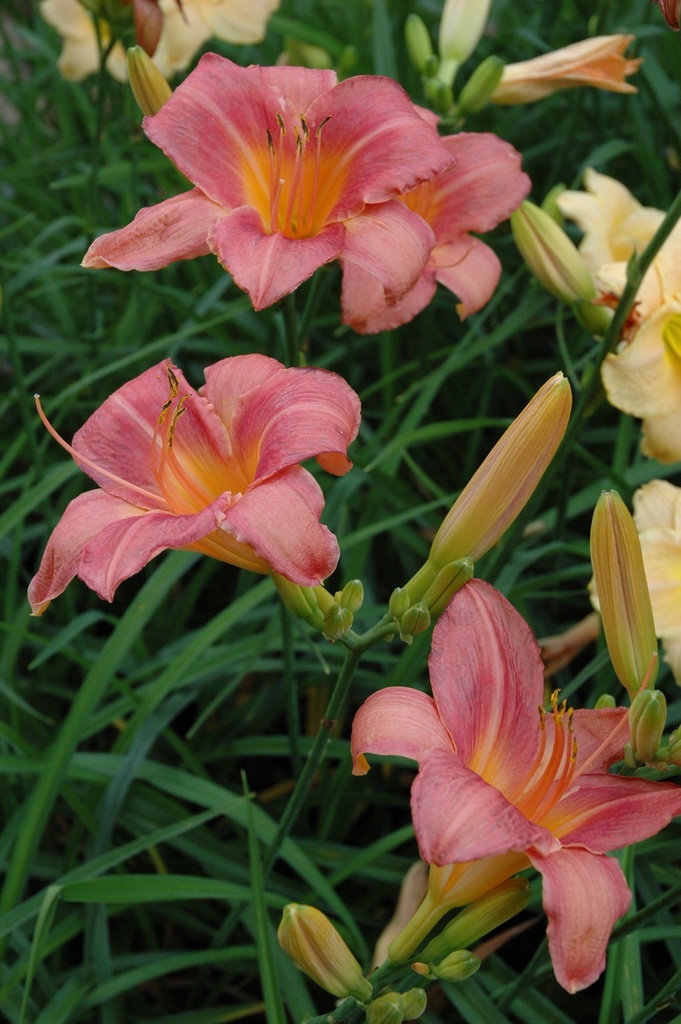 Strawberry Swirl Daylily - Reblooming Tricolor Perennial - image 5