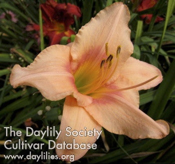 Strawberry Swirl Daylily - Reblooming Tricolor Perennial - image 6