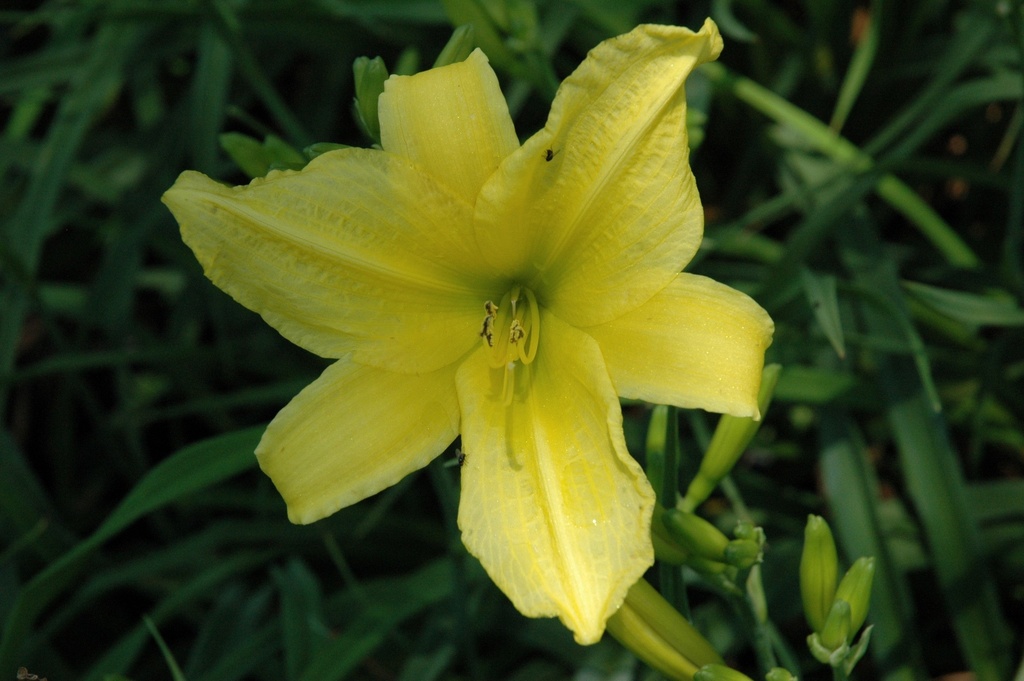 Mrs. B.F. Bonner Daylily - Pale Yellow Extended Bloom - image 2
