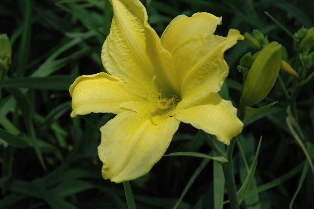 Mrs. B.F. Bonner Daylily - Pale Yellow Extended Bloom - image 3