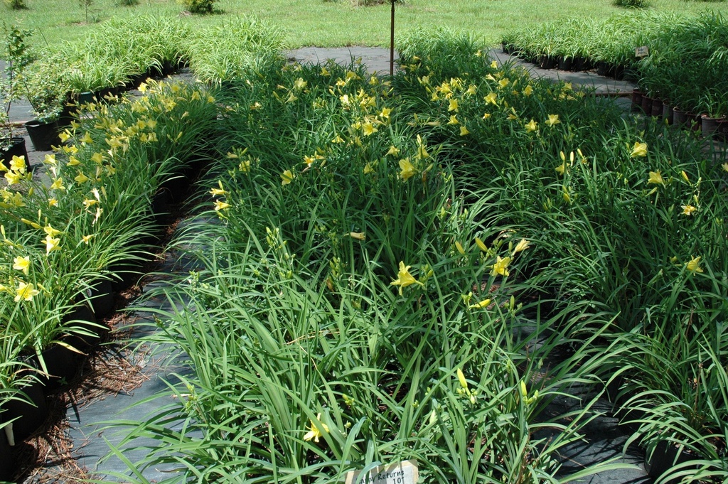 Mrs. B.F. Bonner Daylily - Pale Yellow Extended Bloom - image 4