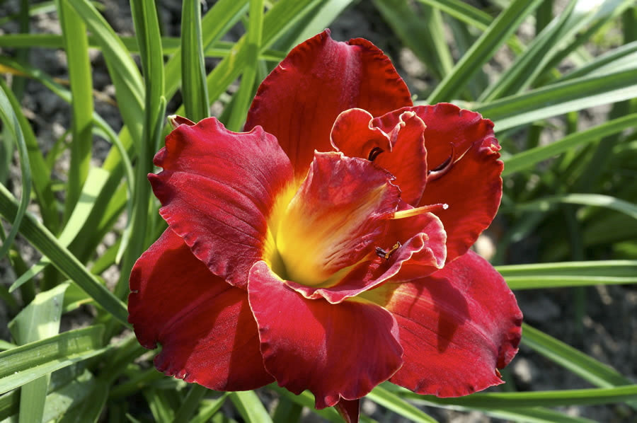 Highland Lord Daylily - Deep Red Double Reblooming Perennial - image 2