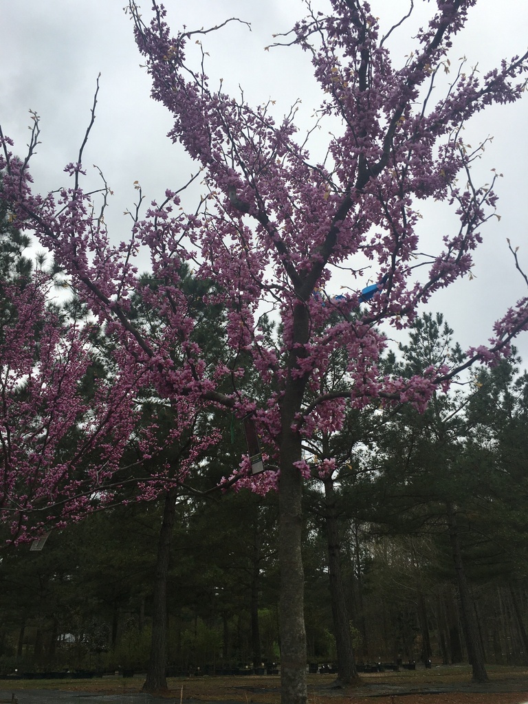 Rising Sun Redbud Tree | Cercis canadensis 'Rising Sun' - image 2